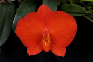 Cattleya coccinea TTokyo Sun AM/AOS 83 pts.